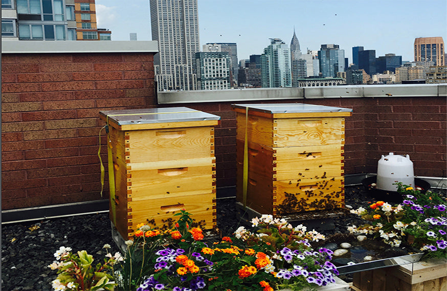 Corporate Beekeeping Services