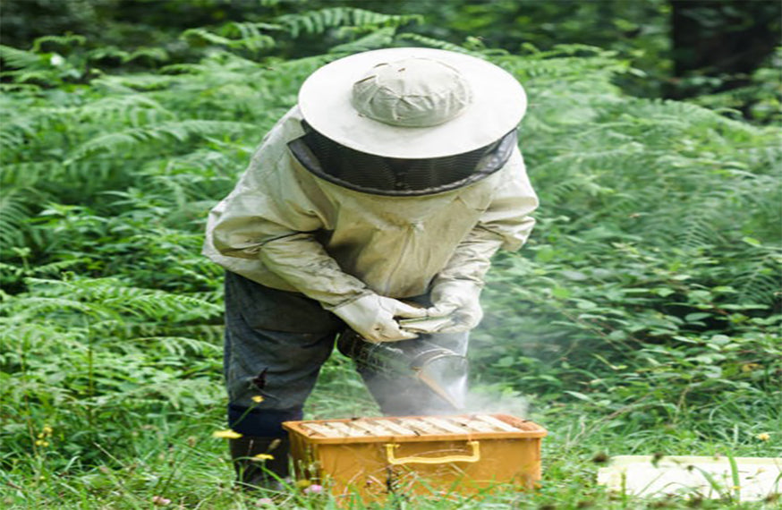 Apiary Management Services