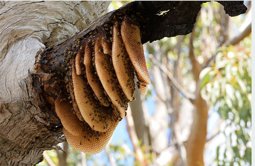 Honey Bee Rescue