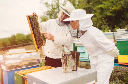 Earn LEED Points With Beehives