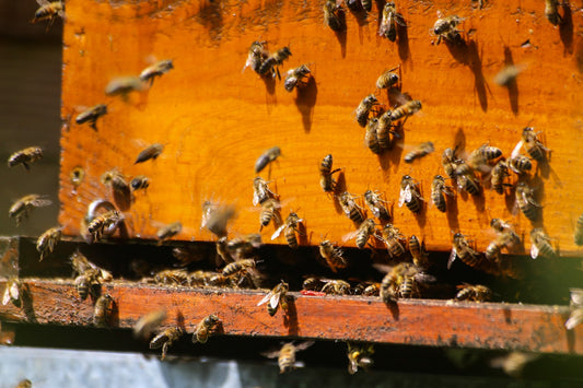 Beekeeping 101: Things to Consider