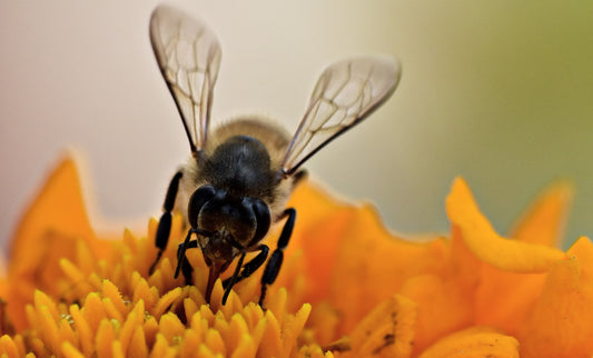 5 MIND-BUZZING FACTS ABOUT BEES