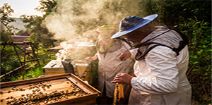 Bee Keeping Services