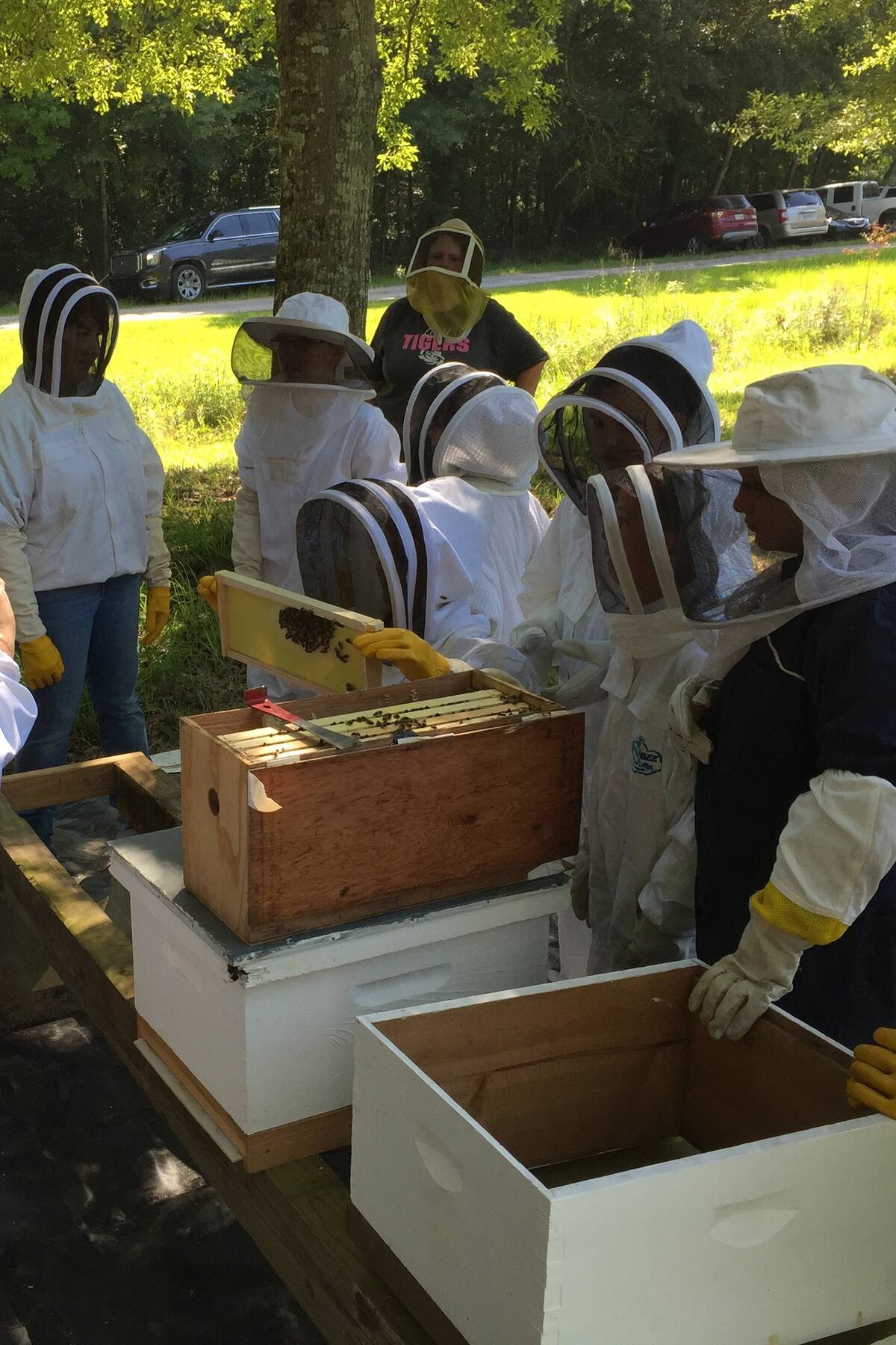 Bee Experience and Honey Tasting