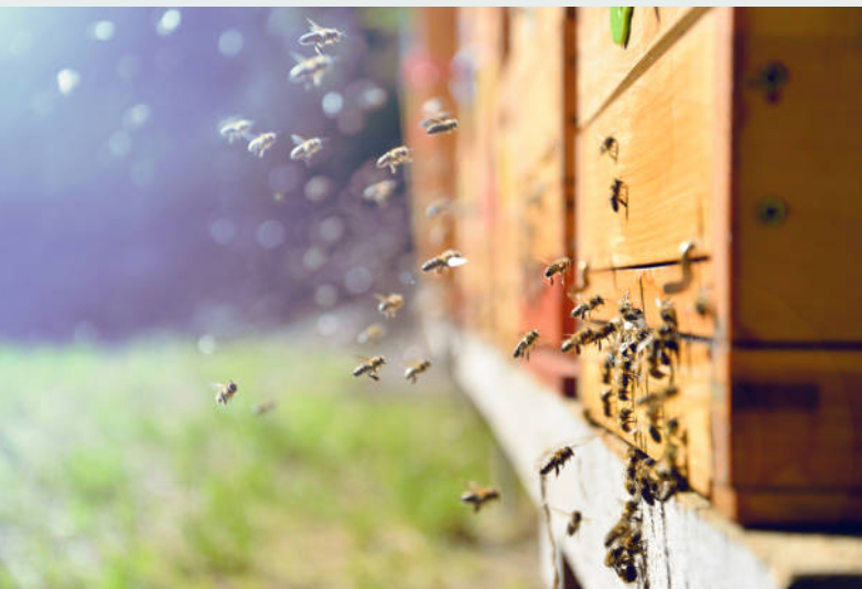 Adopt a Honey Bee Hive