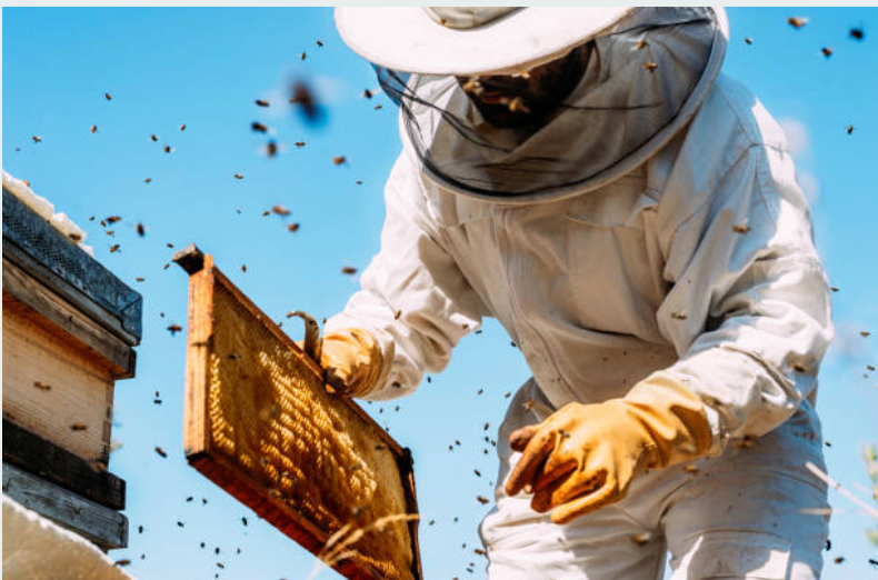 Beekeeping Services