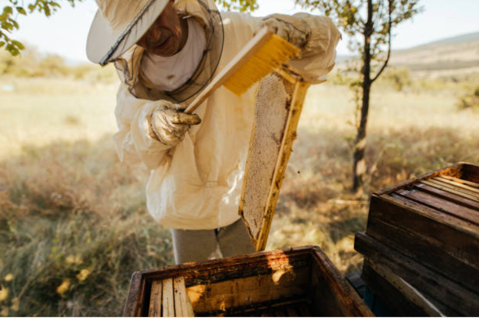 Beekeeping Services