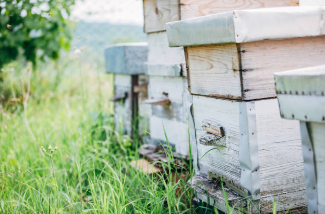 Nucleus Hive Services ( 5-frames nucleus hive )