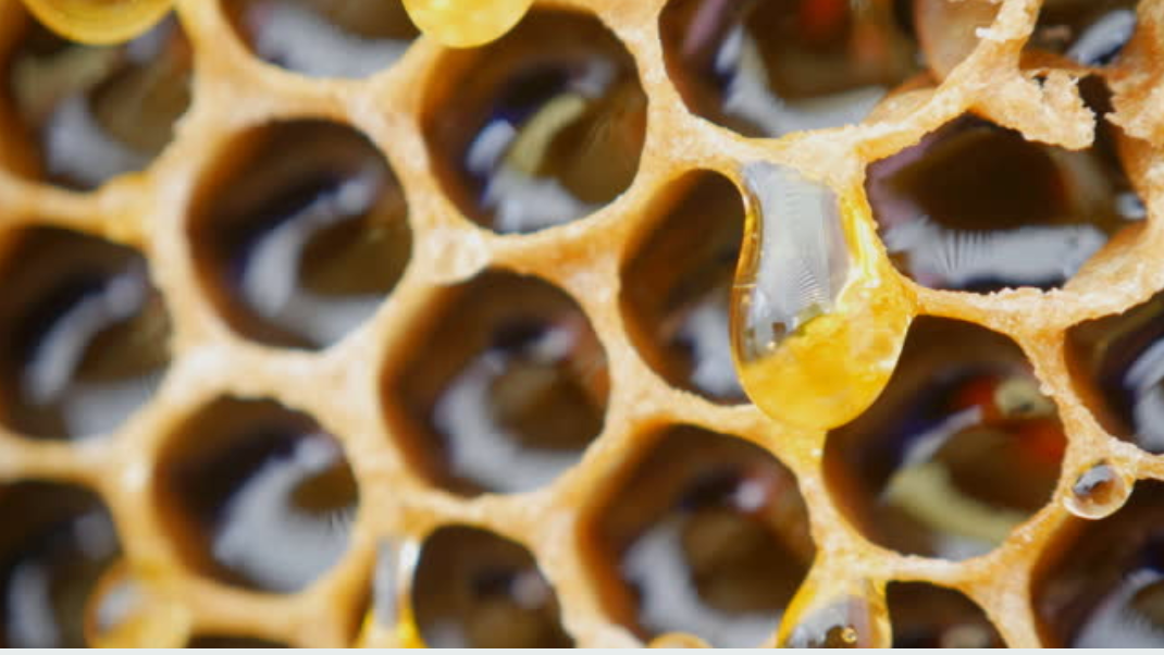 Extracting Honey Services