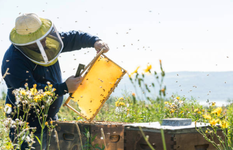 Beekeeping Services