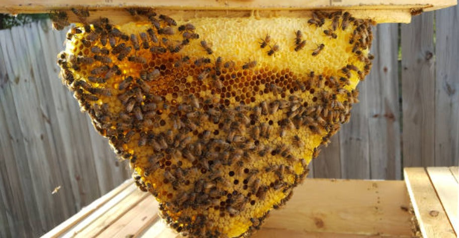 Extracting Honey Services