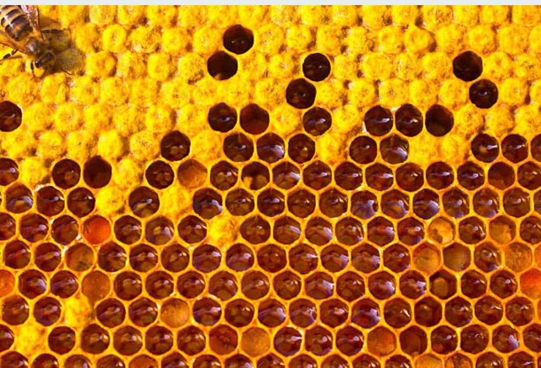 Extracting Honey Services