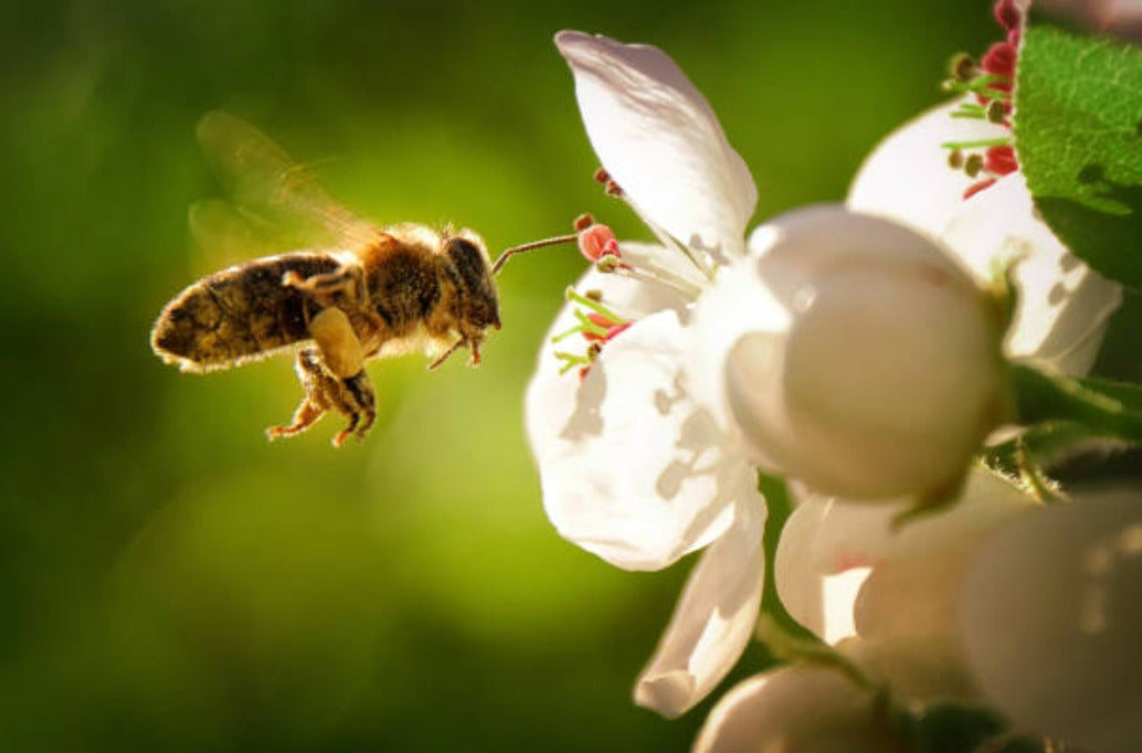 Be a Beekeeper for the day!