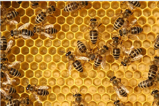 Extracting Honey Services