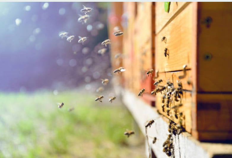 Nucleus Hive Services ( 5-frames nucleus hive )