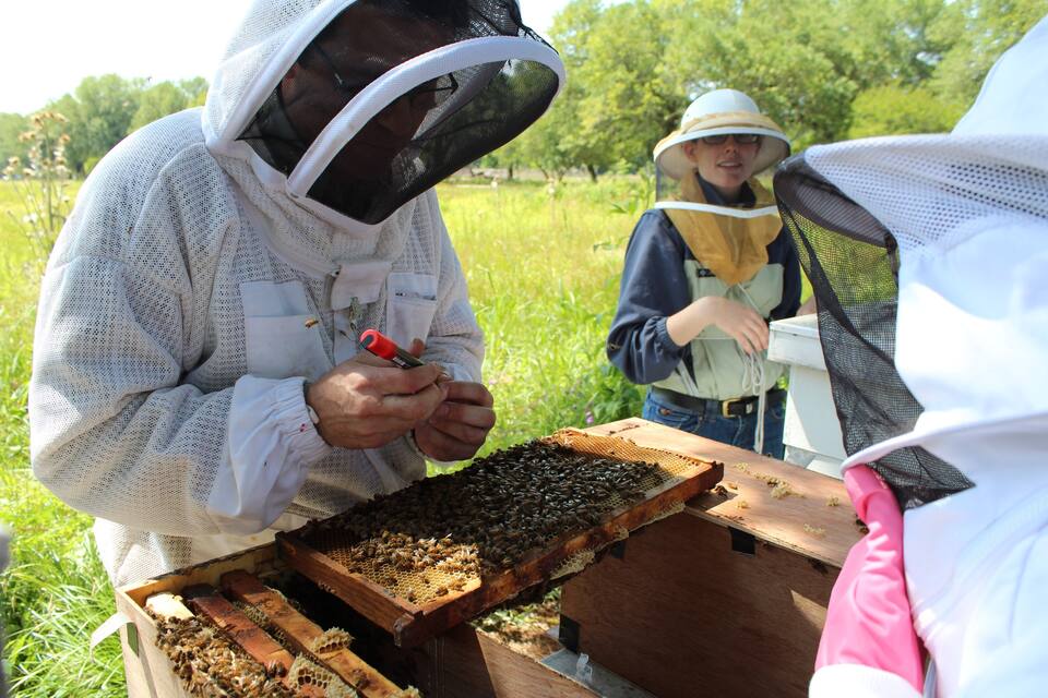 Bee Experience and Honey Tasting