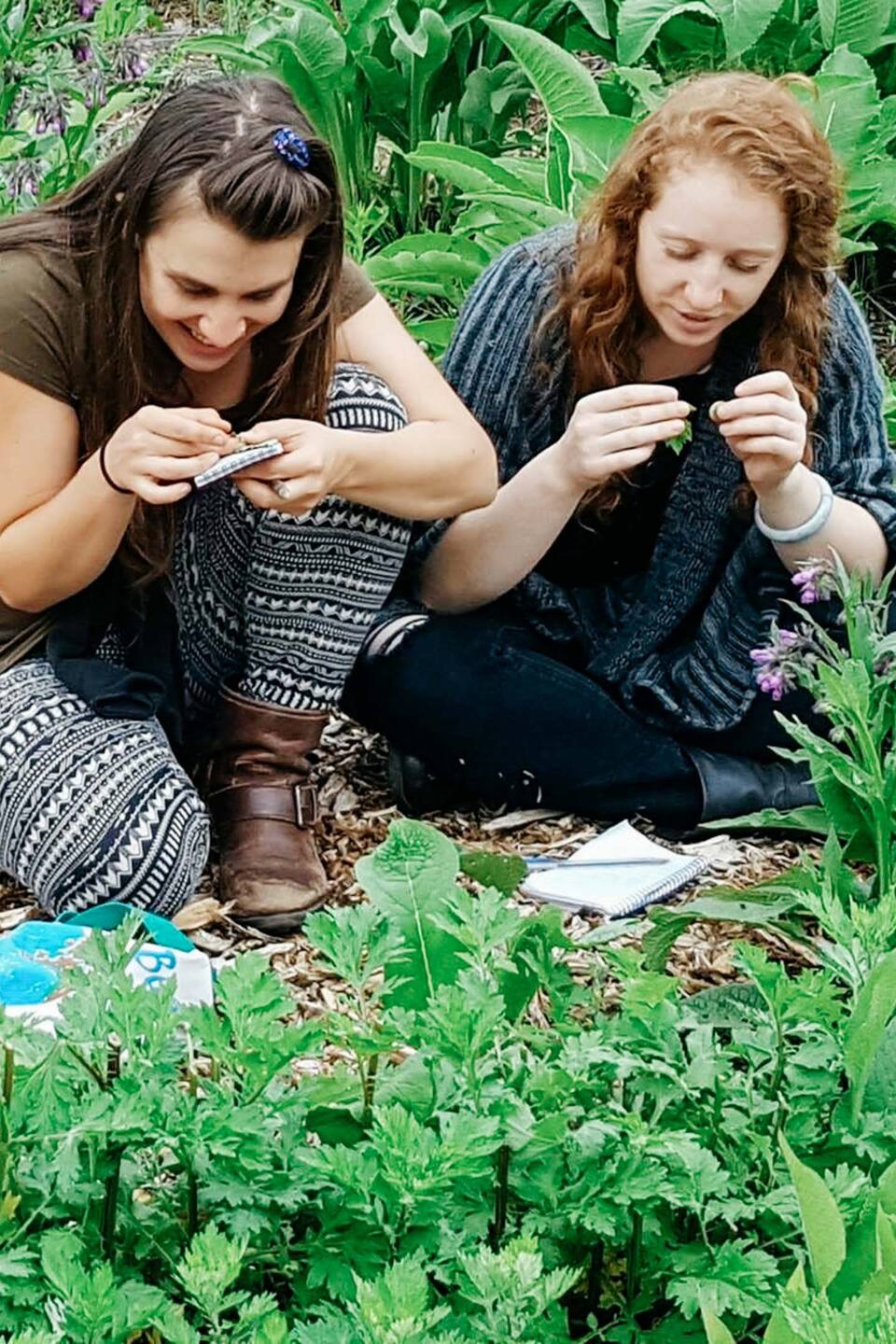 Traditional Plant Medicine Class