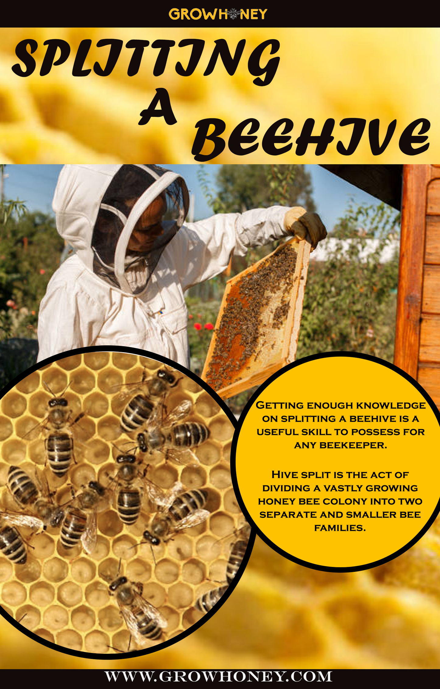 SPLITTING A BEEHIVE