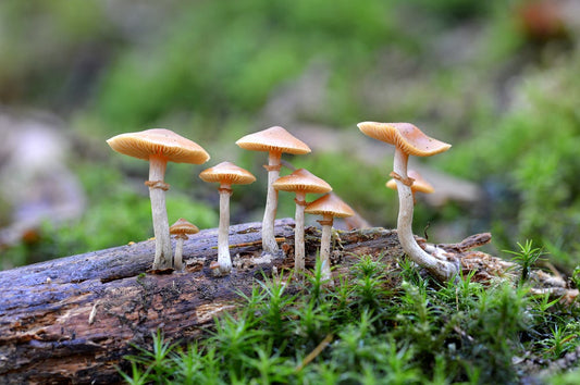 Sacred Mushroom Ceremony