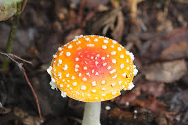 Sacred Mushroom Ceremony